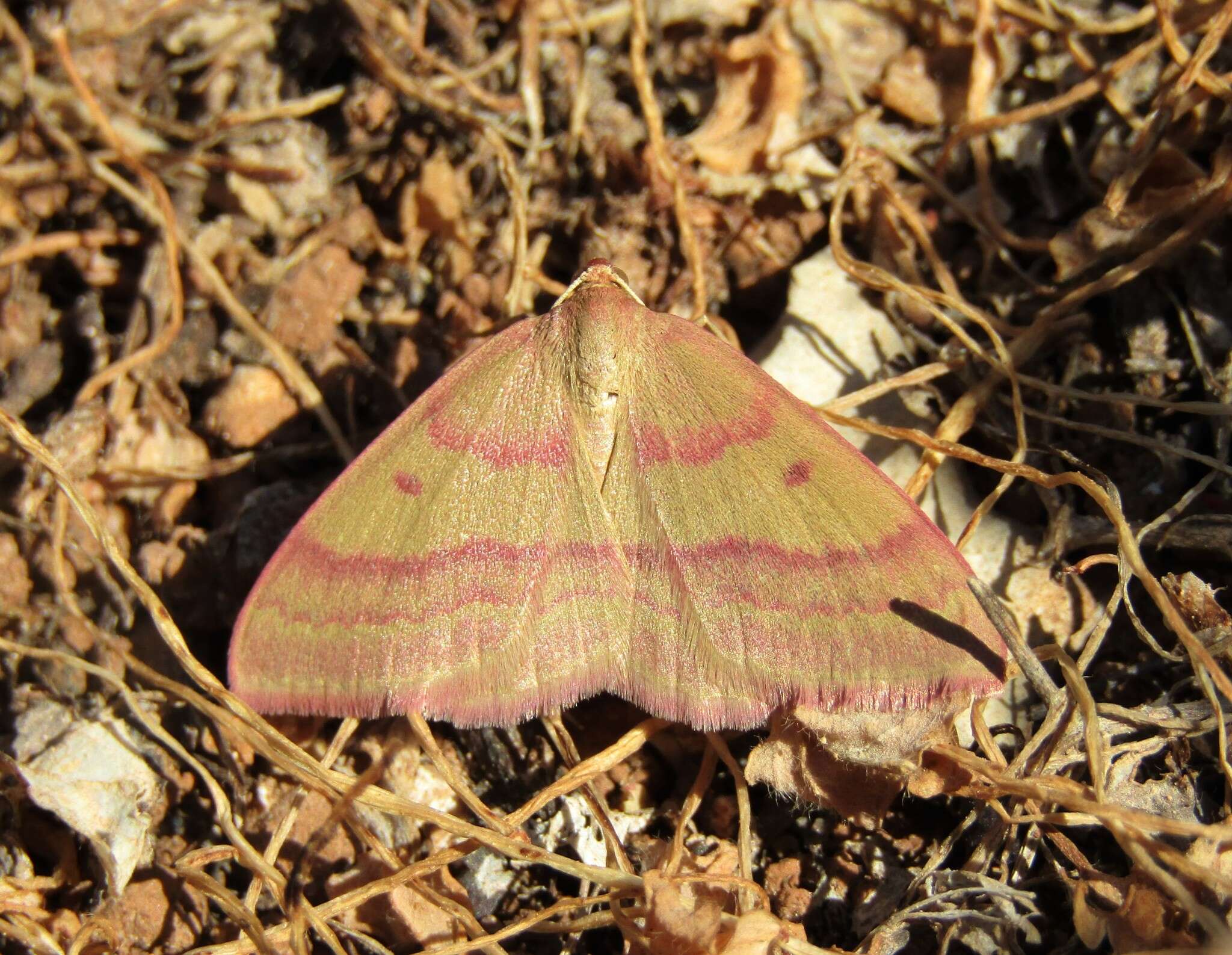 Image of Rhodostrophia cretacaria Rebel 1916