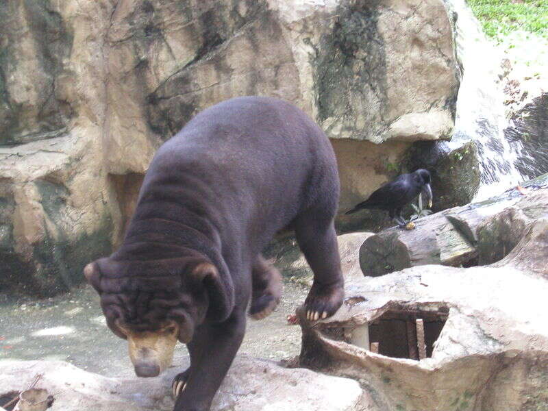 Image of Sun bear