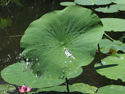 Image of sacred lotus