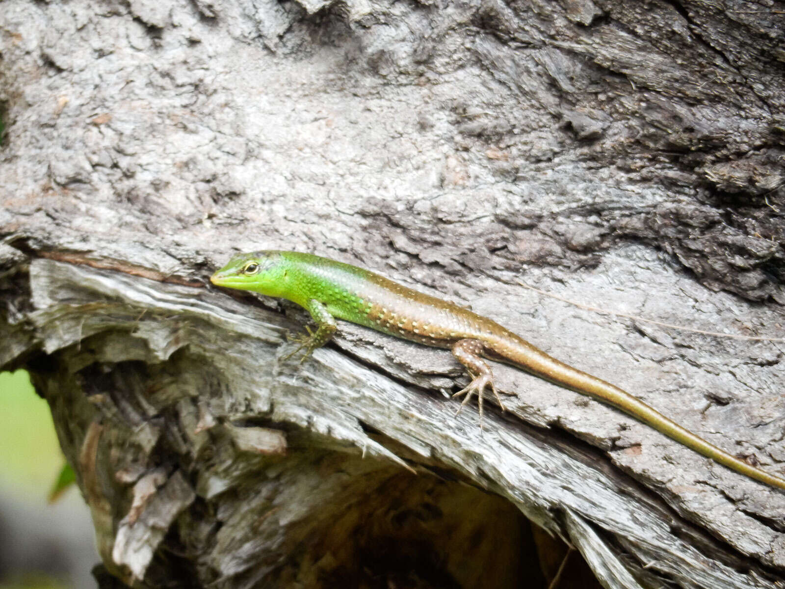 Image of Emerald Skink