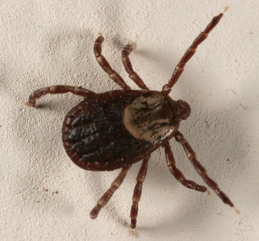 Image of ticks