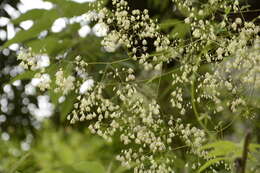 Sivun Thalictrum foliolosum DC. kuva