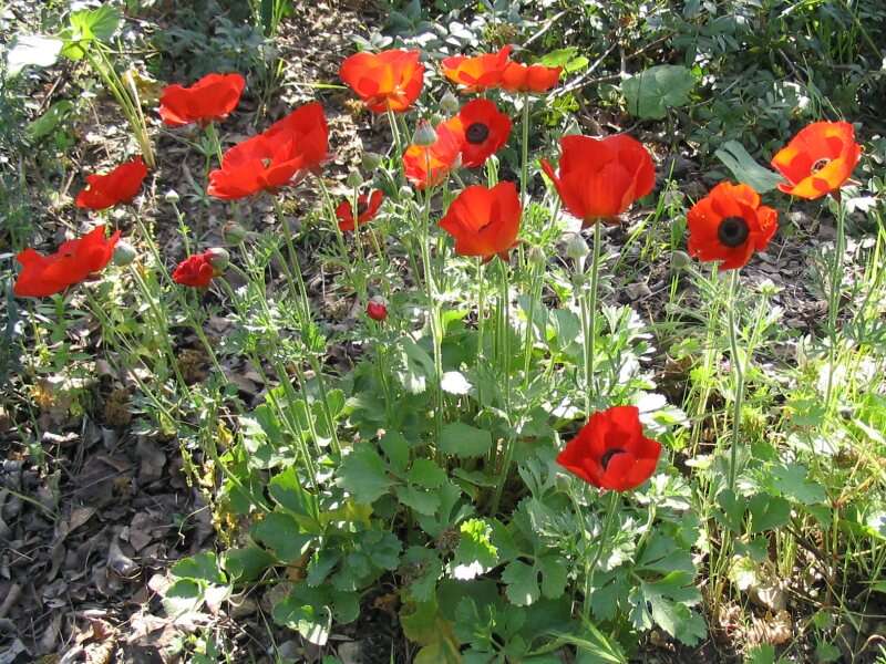 Image of Ranunculus asiaticus