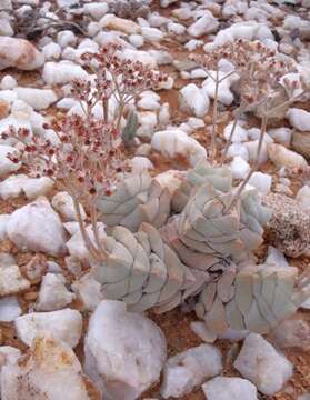 Image of Crassula deceptor Schönl. & Baker fil.