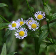 Image of eastern daisy fleabane