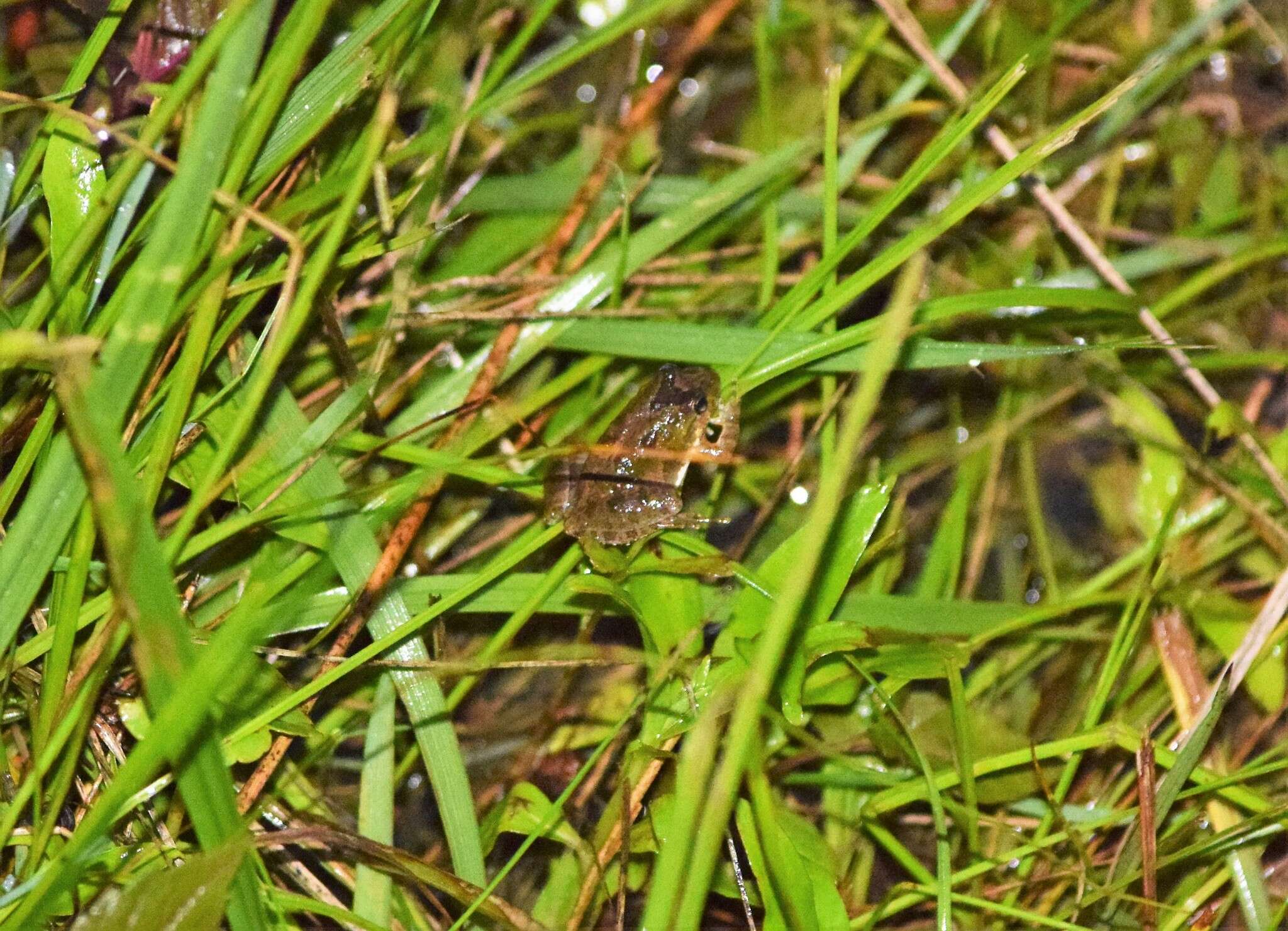 Image of Northern Cricket Frog