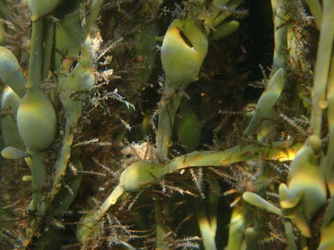 Image of garland hydroid