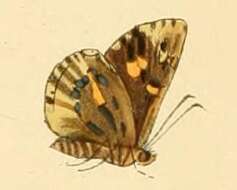 Anisyntoides argenteoornatus Hewitson 1868 resmi