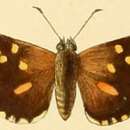 Image of Anisyntoides argenteoornatus Hewitson 1868