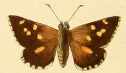 Anisyntoides argenteoornatus Hewitson 1868 resmi