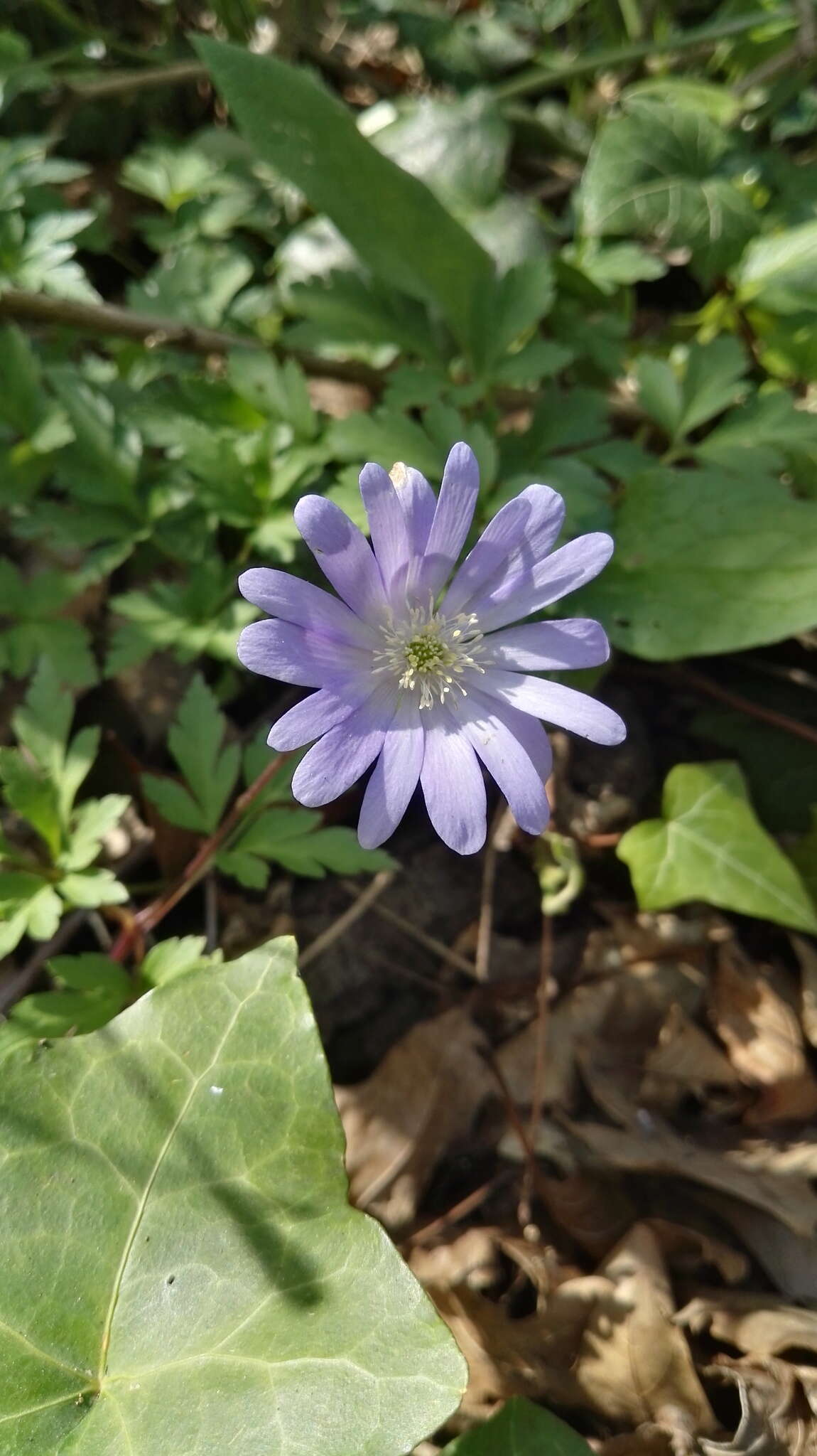 Image of blue anemone