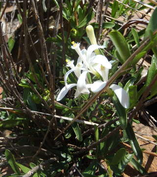 Image of Lesser honeysuckle tree