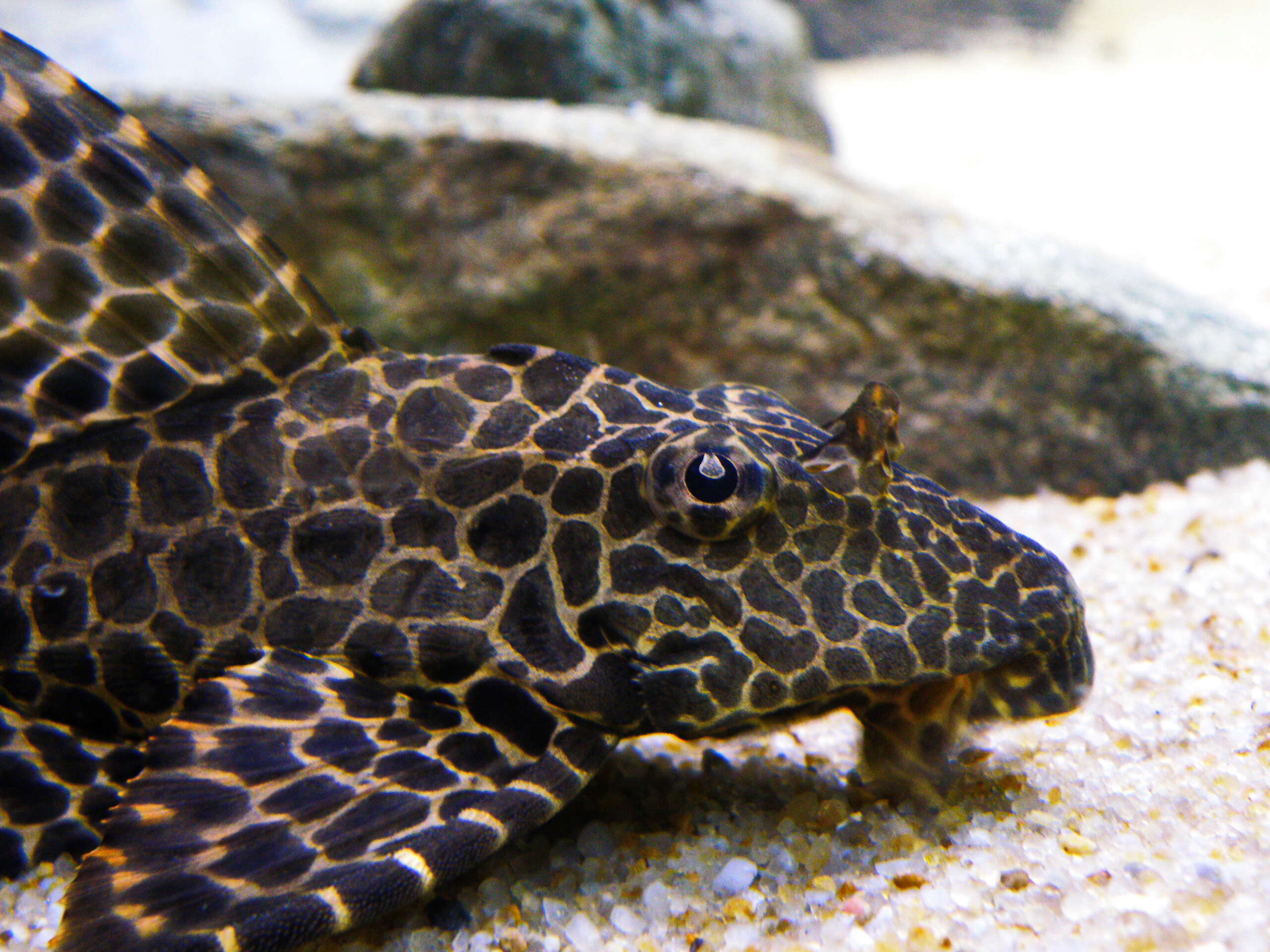 Image of Leopard pleco