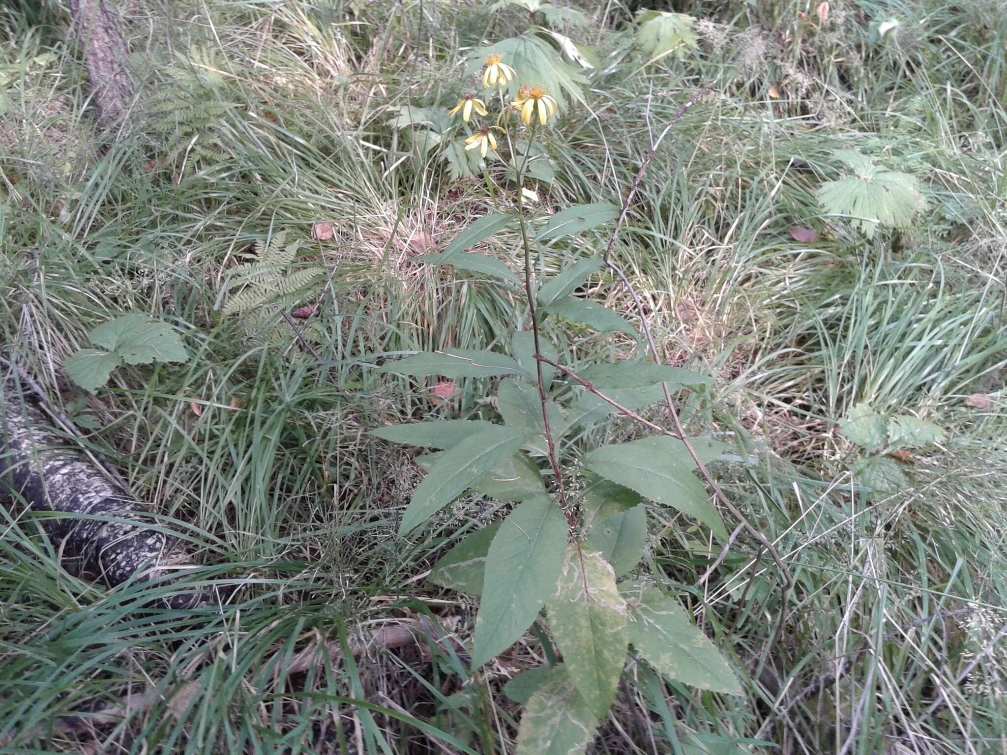 Imagem de Senecio nemorensis L.