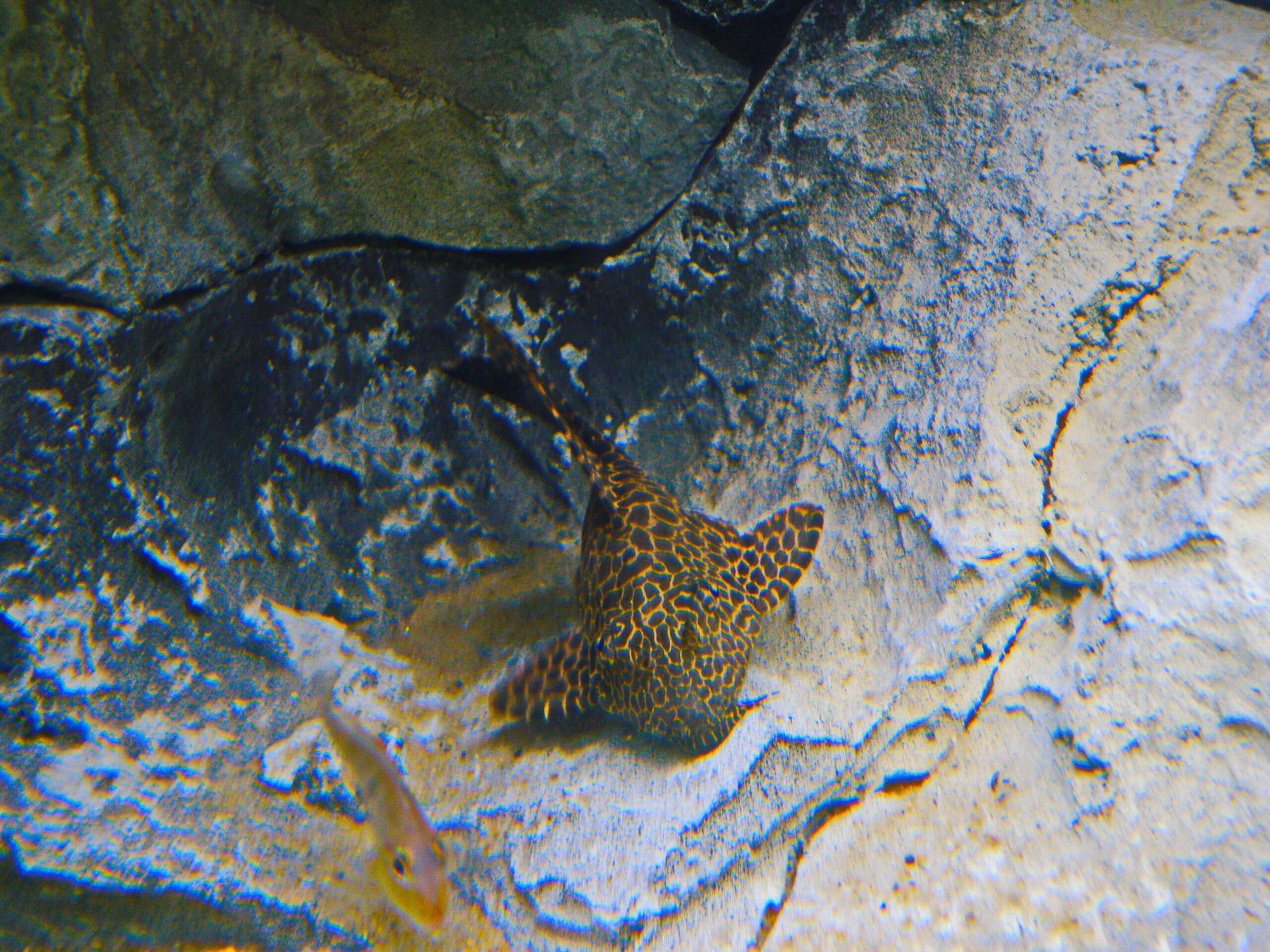 Image of Leopard pleco