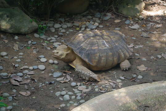 Image of spurred tortoise