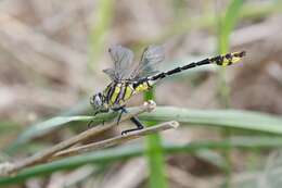 Image of Tamaulipan Clubtail