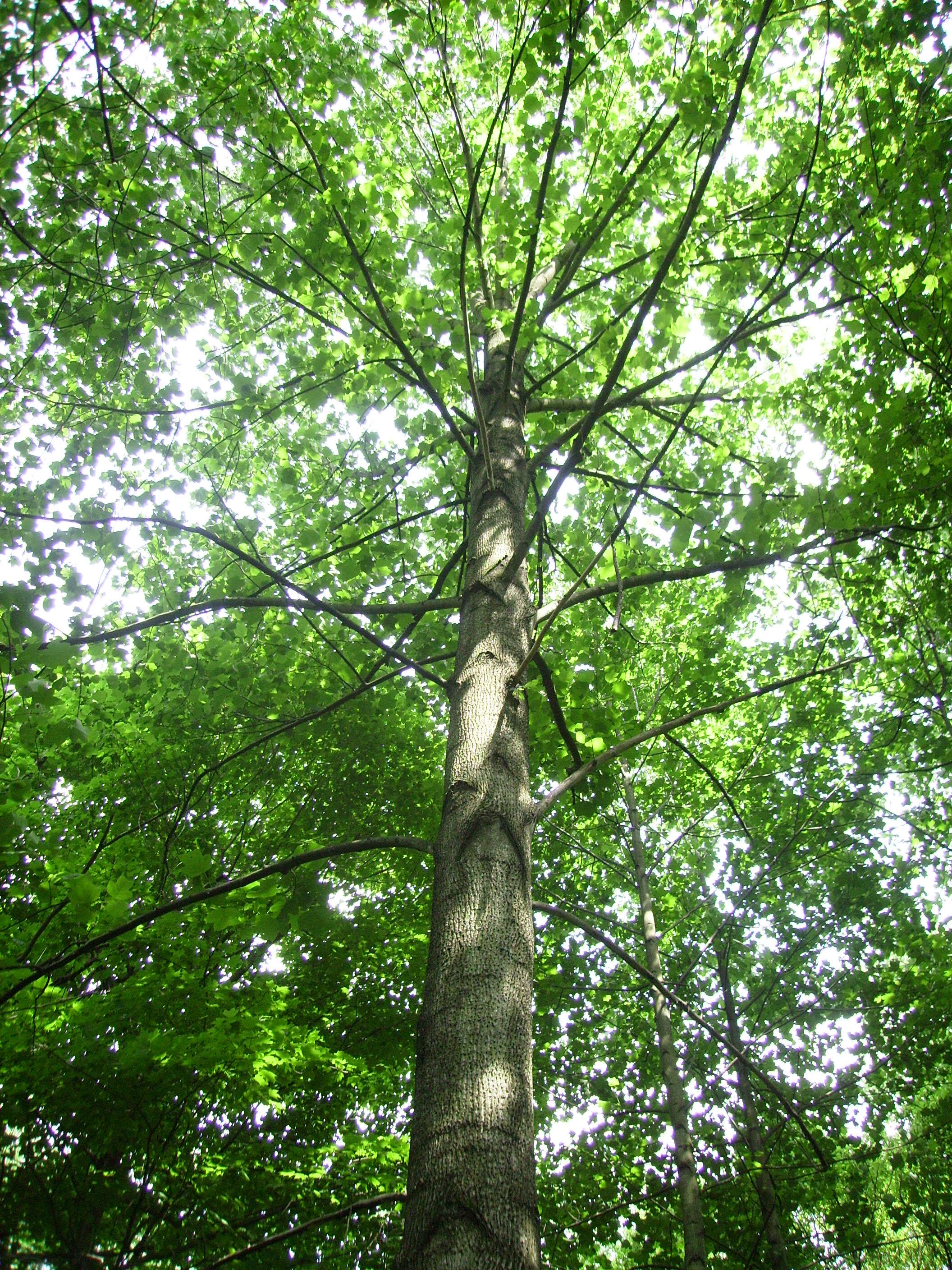 Image of Tulip tree