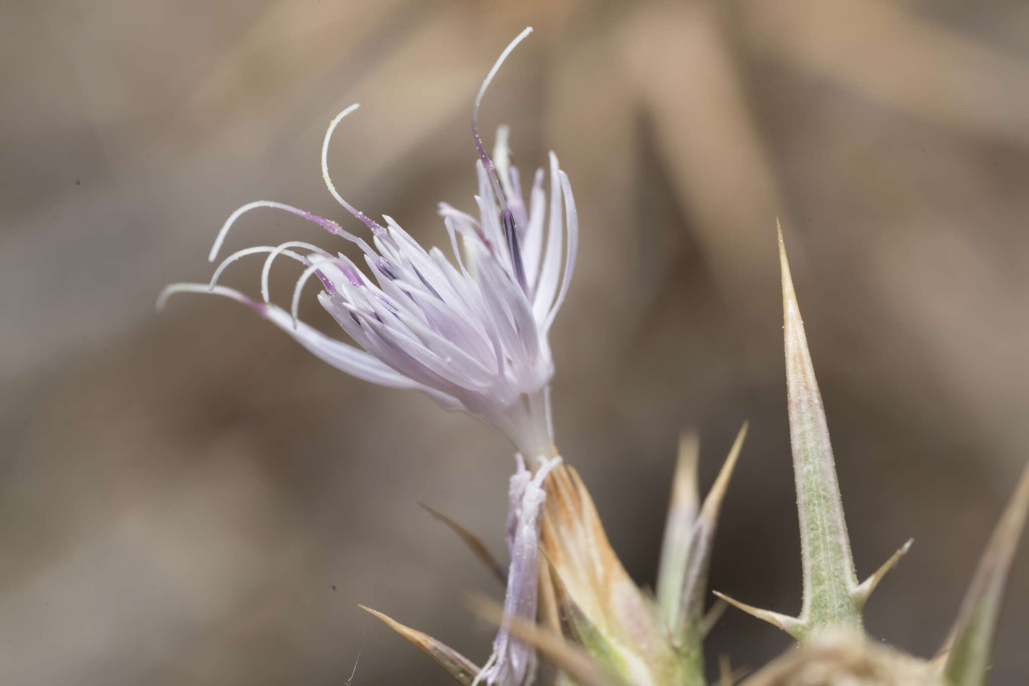 Carthamus boissieri Halácsy resmi