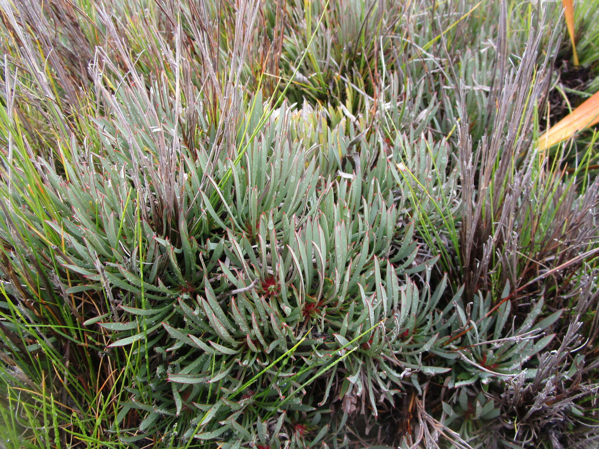 Image of Protea montana E. Mey. ex Meissn.