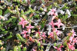 Image of white arctic mountain heather