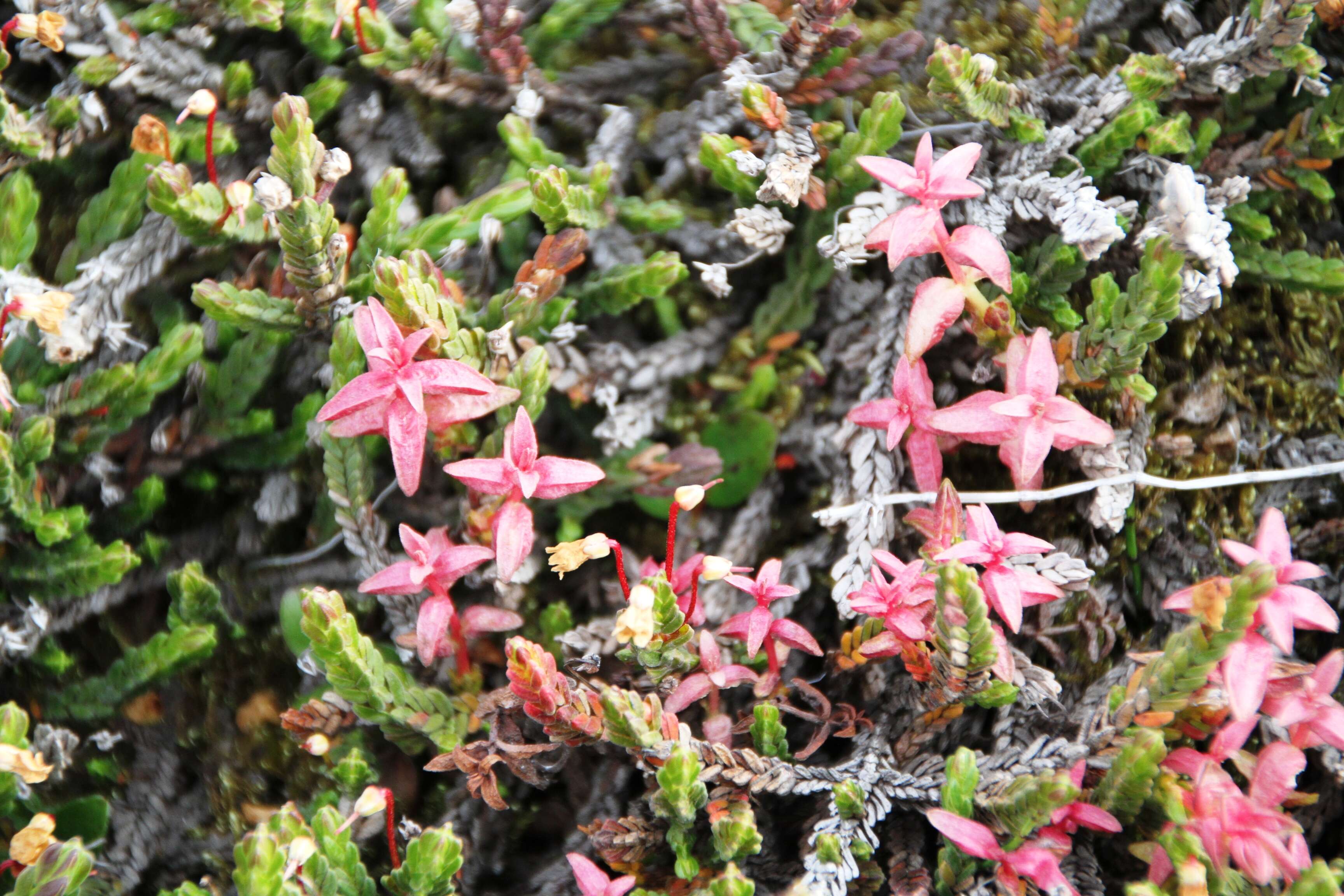 Imagem de Cassiope tetragona (L.) D. Don