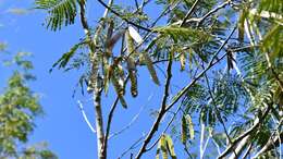 Plancia ëd Leucaena diversifolia (Schltdl.) Benth.