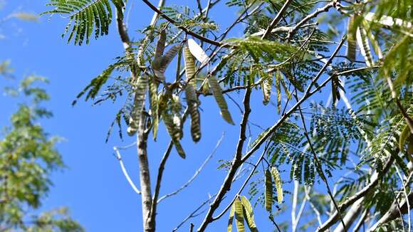 Image of Red leucaena