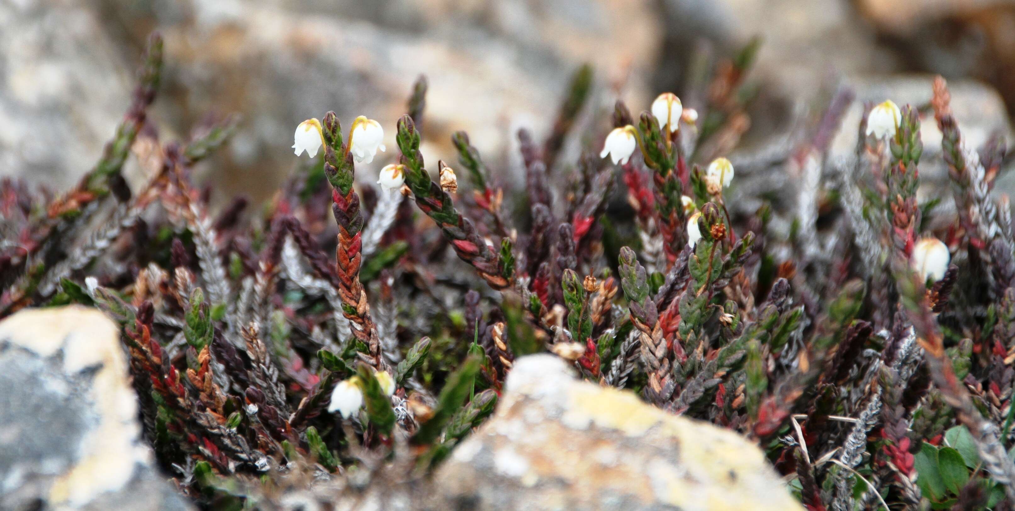 Image of white arctic mountain heather