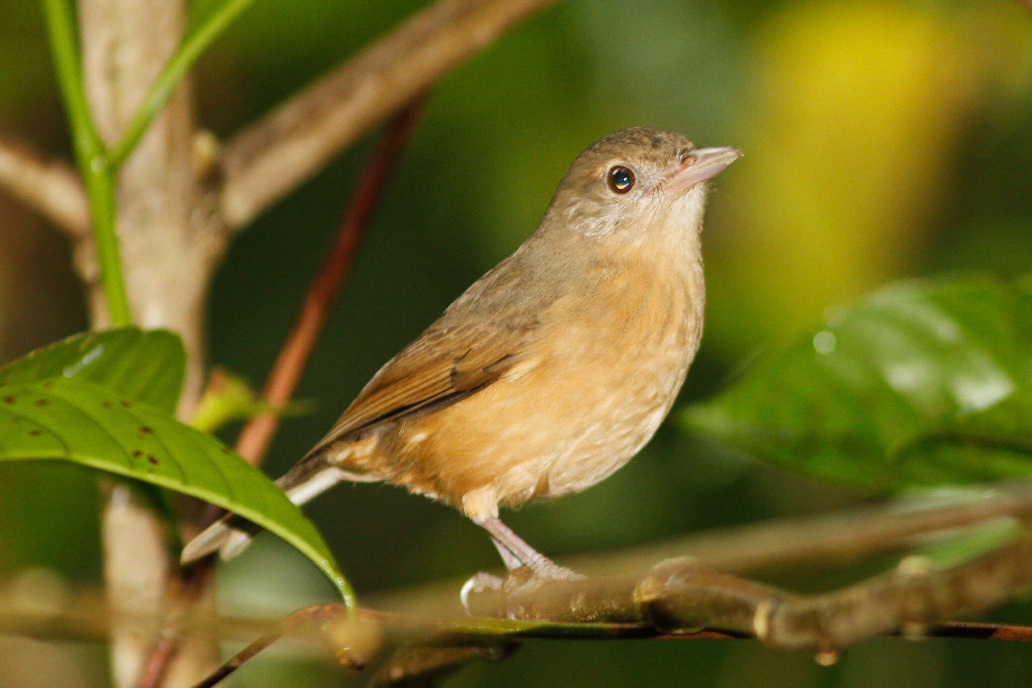 Sivun Colluricincla rufogaster Gould 1845 kuva