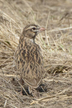 Image of Pink-billed Lark