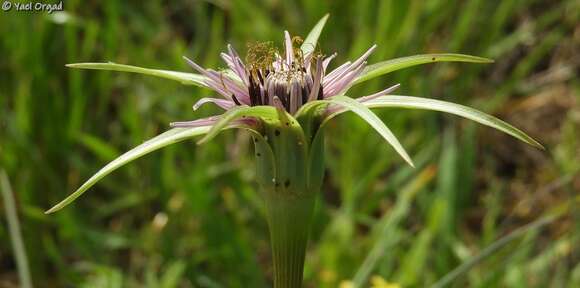 Image of Tragopogon coelesyriacus Boiss.