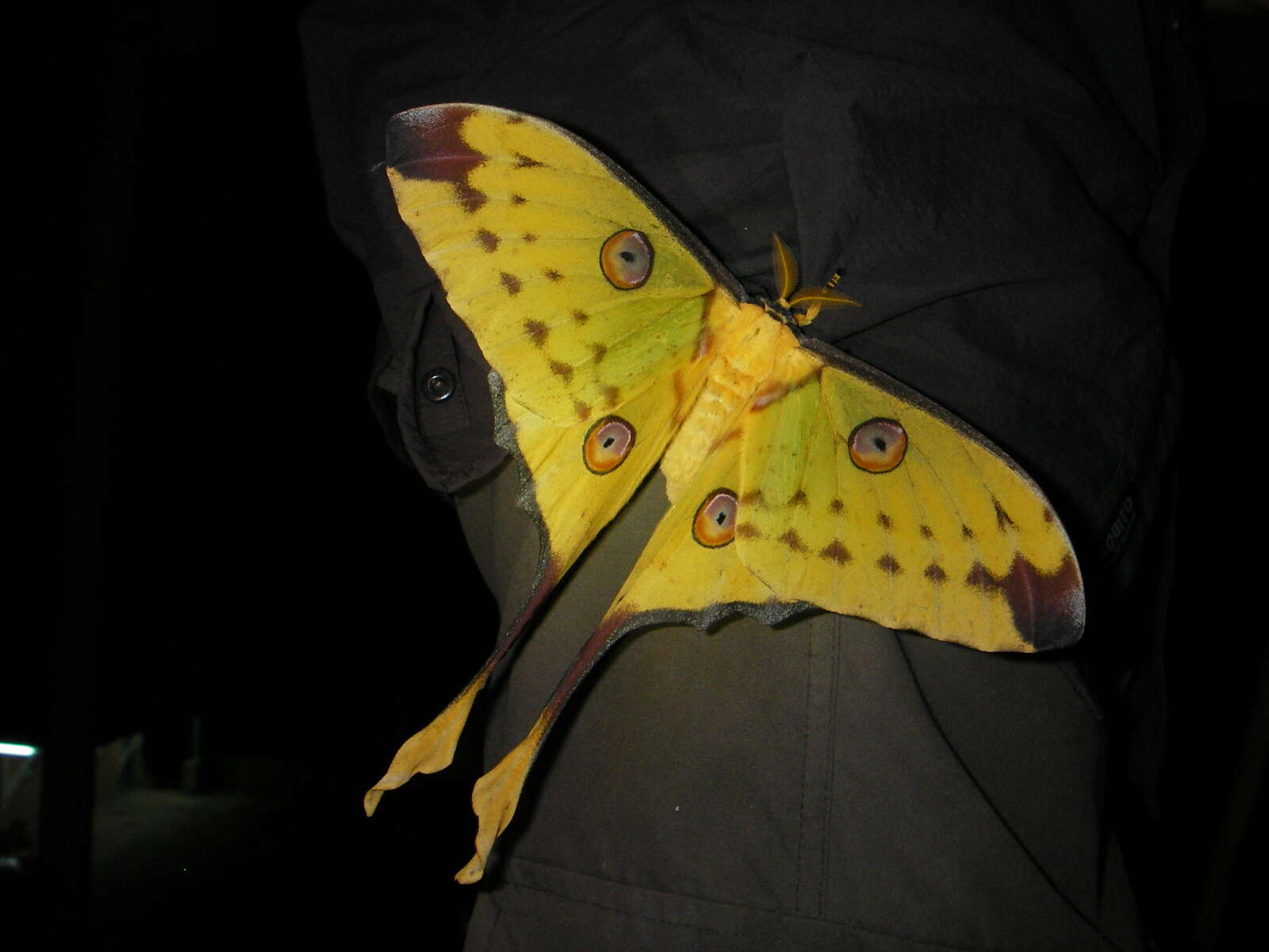 Image of comet moth