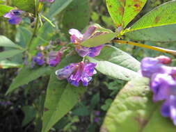 Image of bicolor lespedeza