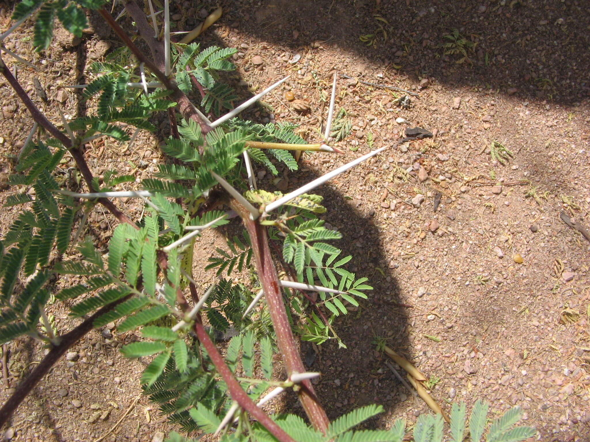 Image de Vachellia farnesiana var. farnesiana