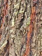 Image of northern gray ironbark