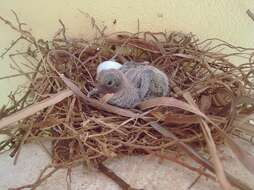 Image of American Mourning Dove