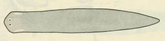Image of Schmidtea polychroa