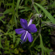 Image of Bonplandia geminiflora Cav.