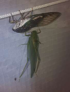 Image of Lesser Angle-winged Katydid