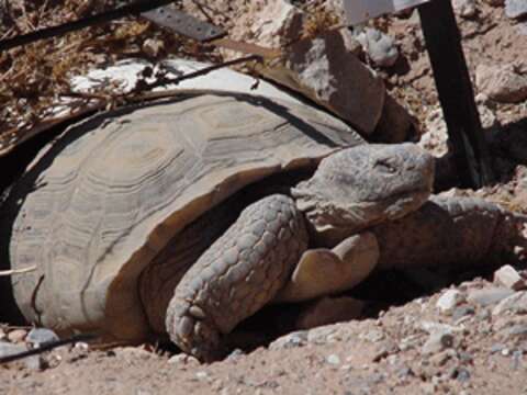 Image of desert tortoise