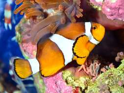 Image of Common clownfish