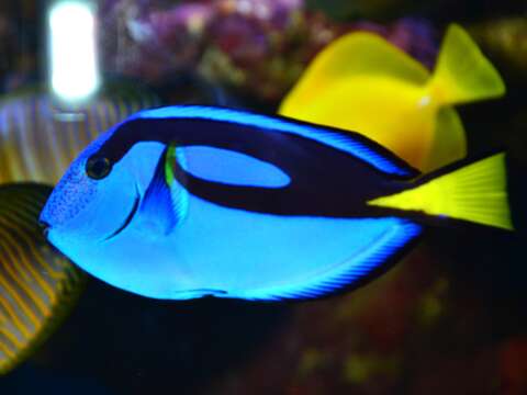 Image of Paracanthurus