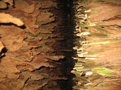 Image of cultivated tobacco