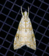 Image of Moth