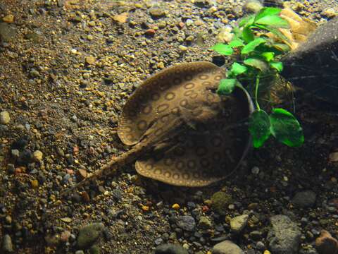 Image of Ocellate River Stingray