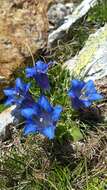 Image of Gentiana alpina Vill.