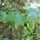 Image of graybark grape