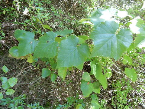 Image of graybark grape