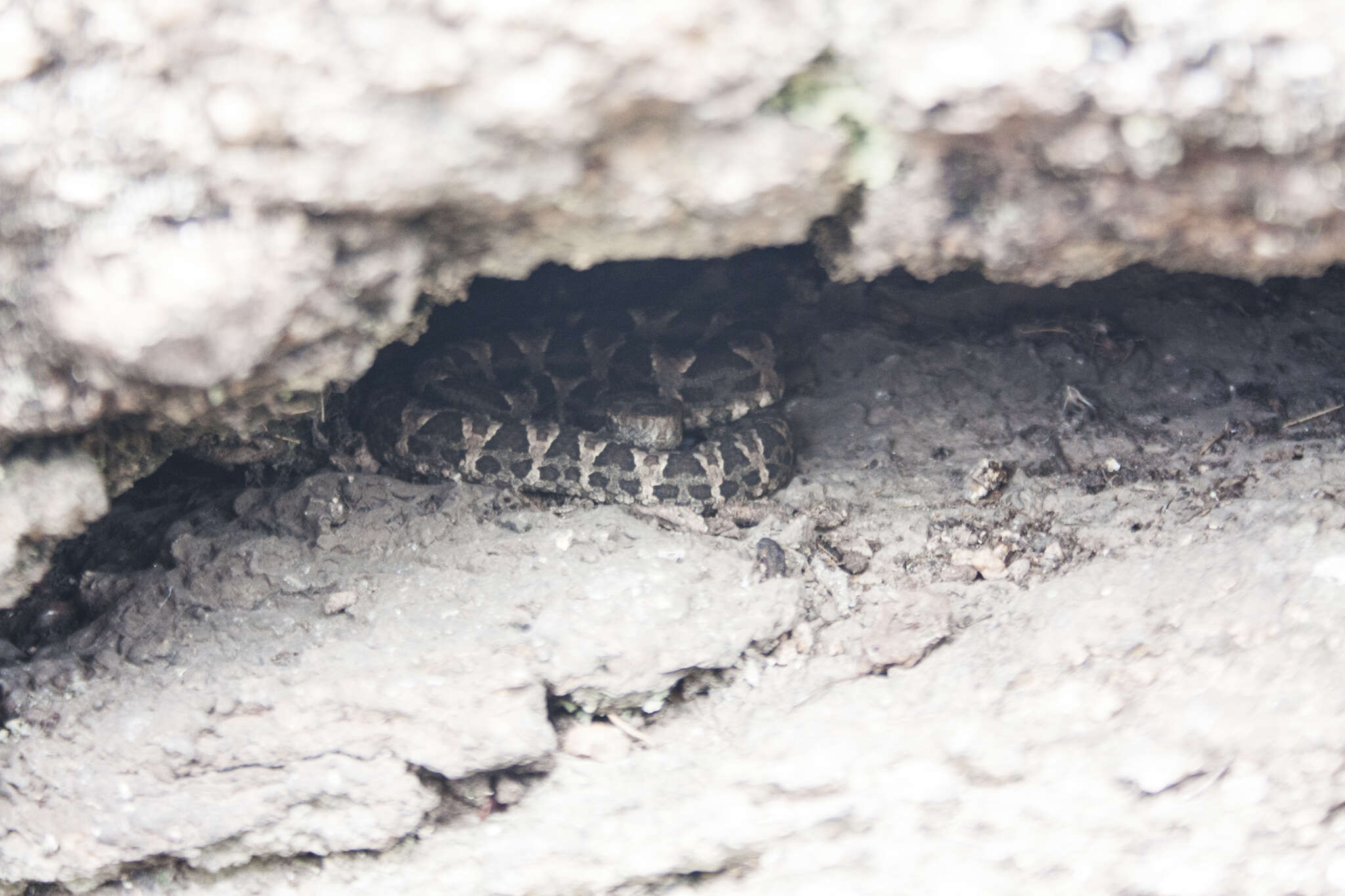 Image of Bothrops diporus Cope 1862